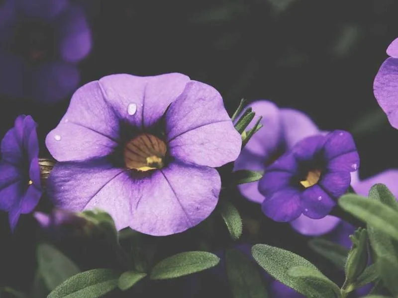 성남정화조막힘,정화조배관뚫는업체https://drainpro.co.kr/septic-tank/