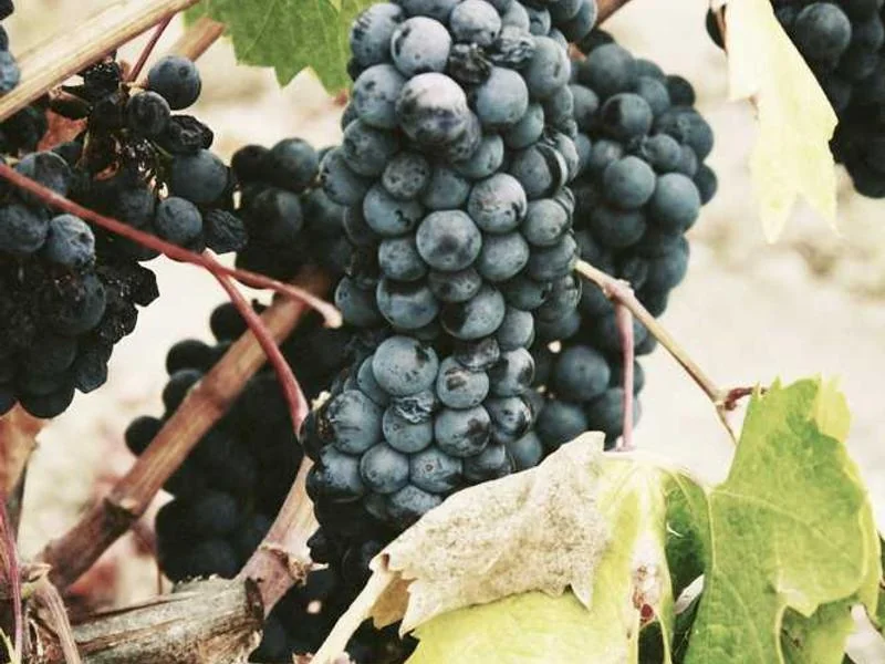 부천정화조막힘,정화조배관뚫는업체https://drainpro.co.kr/septic-tank/