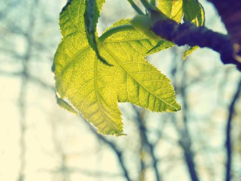 달러 베트남 환율