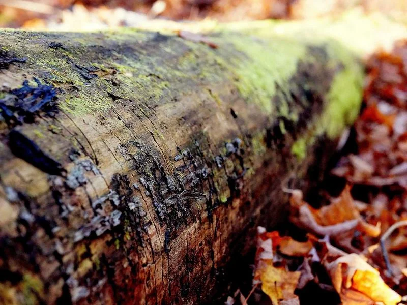 생활의달인 중식