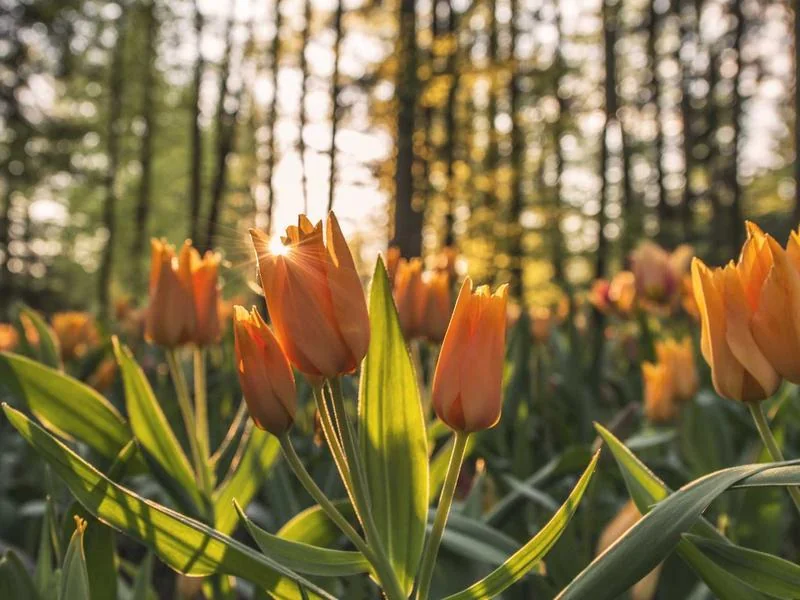 생활의달인 짬뽕