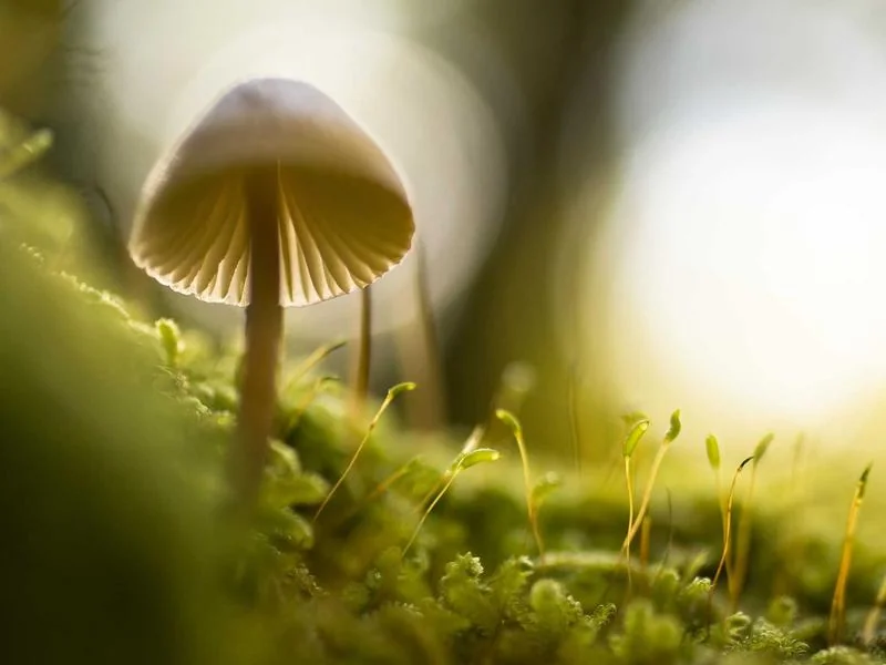 생활의달인 짬뽕