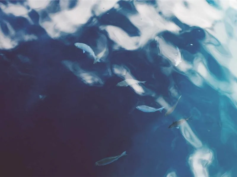 생활의달인 짬뽕밥