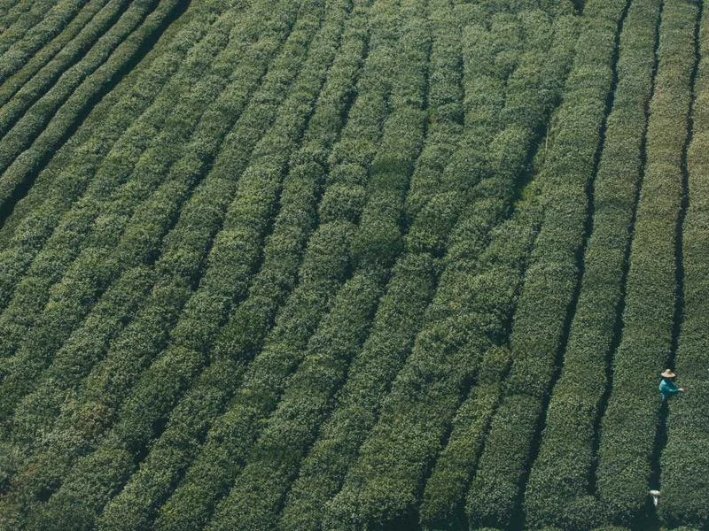 생활의달인 찹쌀떡 고령