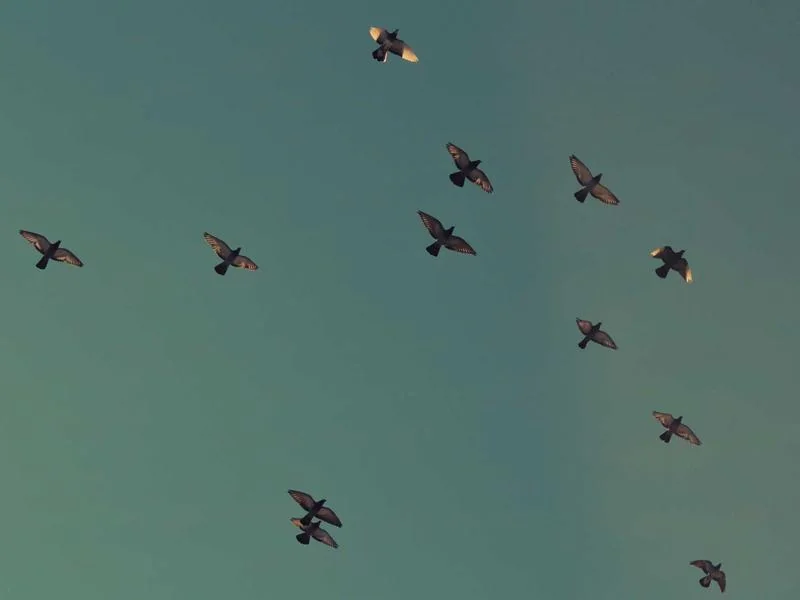 생활의달인 찹쌀떡 고령