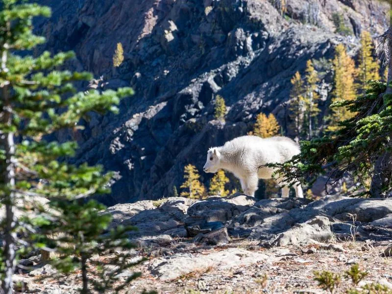 생활의달인 찹쌀떡 고령