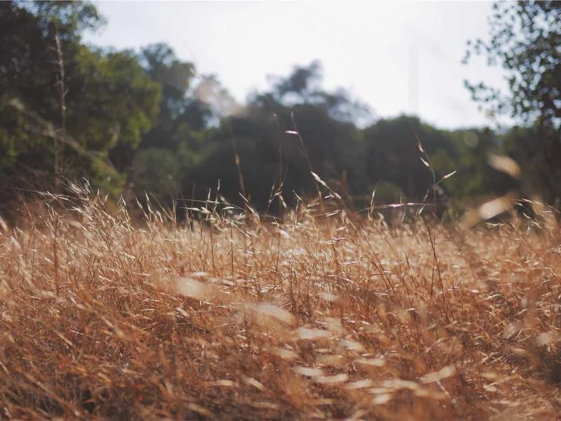 chuck norris cause of death