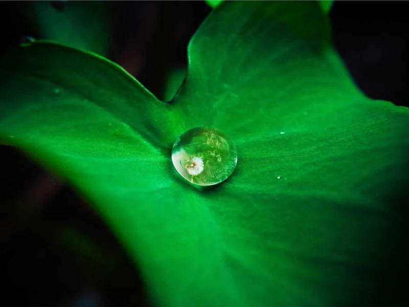 임차권등기명령