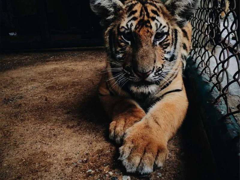 혼인빙자간음죄